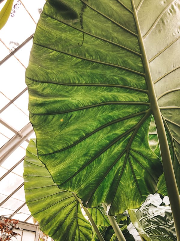 Leaf at the Biltmore Gardens - Travel by Brit