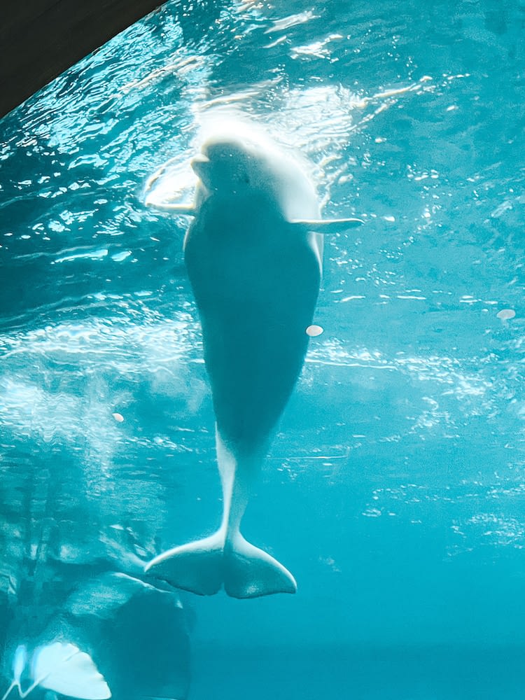 Georgia Aquarium Tips - Beluga Whale - Travel by Brit