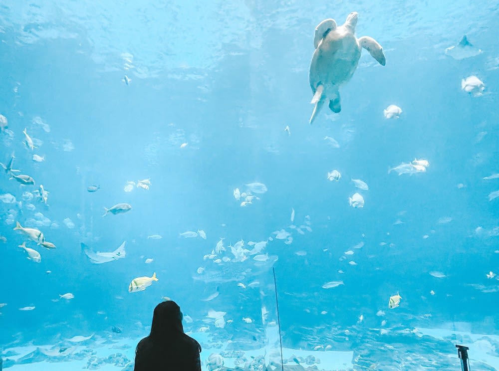 Georgia Aquarium Tips - Travel by Brit