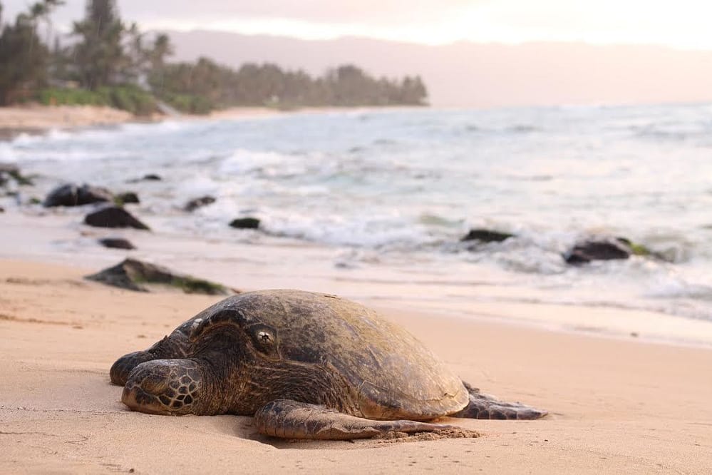 Best Things to Do on Oahu for Free - Laniakea Beach Sea Turtles