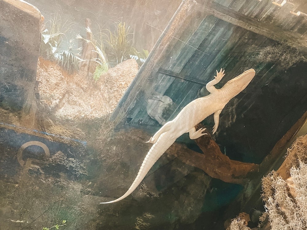 Georgia Aquarium Tips - White Alligator - Travel by Brit