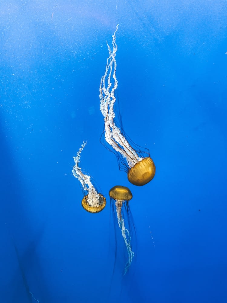 Georgia Aquarium Tips - Jellyfish - Travel by Brit