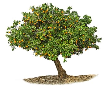 citrus tree