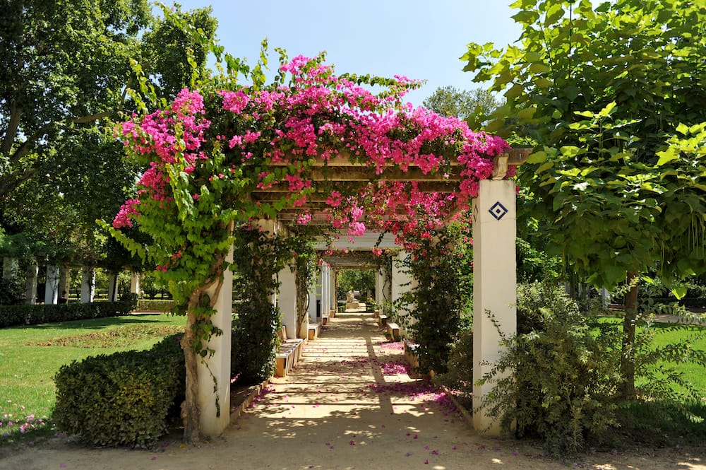 A walkway in a lush, green park in Spain, one of the best free things to do in Seville, covered in gorgeous pink bougainvilleas