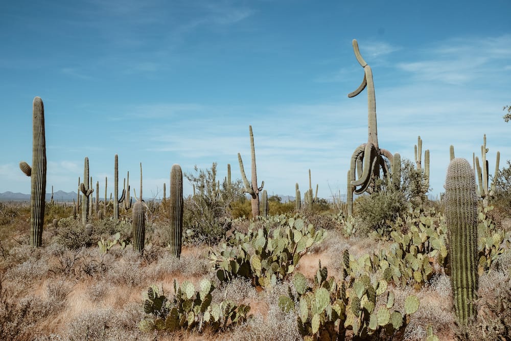 Several saguaro cacti and other types of cactus and plants in Saguaro National Park