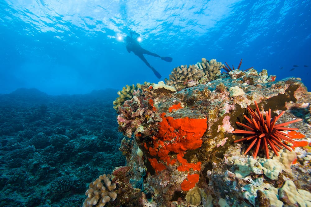 A scuba diver swimming past colorful rocks and coral at Molokini Crater in Maui.