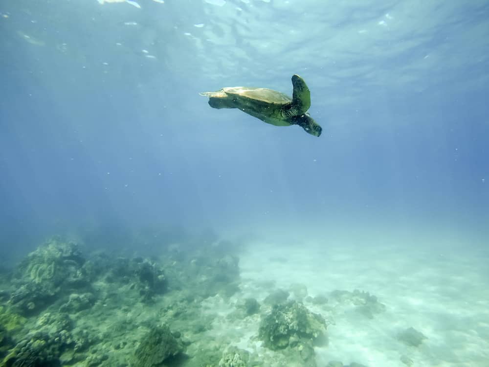A turtle swimming in the ocean at Turtle Town, one of the best snorkeling spots in Maui known for Hawaiian Green Sea Turtles.