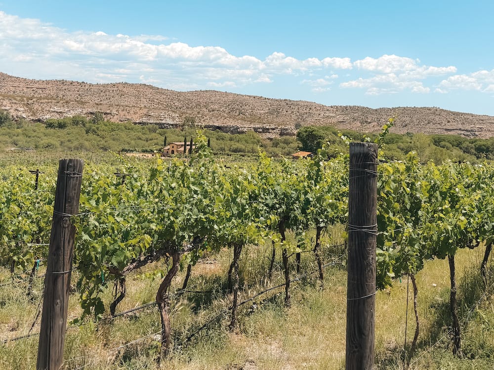 The lush, green vineyards and desert mountains from Alcantara Vineyards, one of the best wineries in Sedona