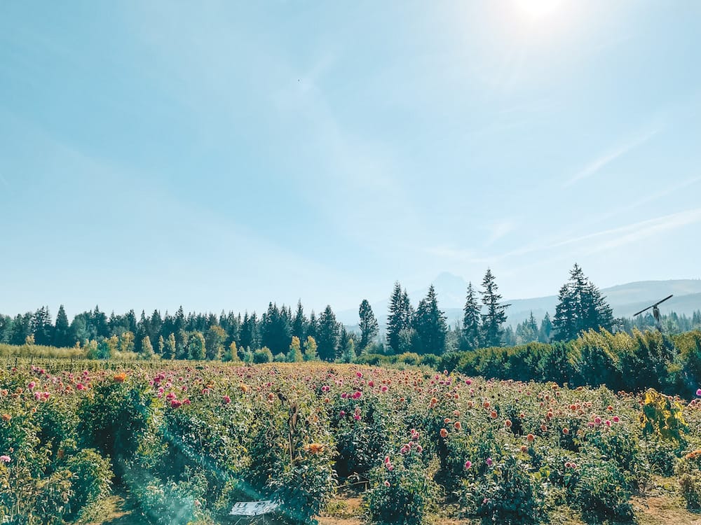 A field of colorful flowers in front of green pine trees