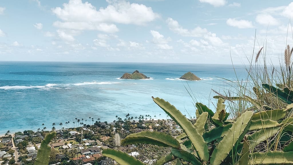 A gorgeous view of the ocean with green hills protruding from the sea and an aloe plant In the foreground on Oahu.