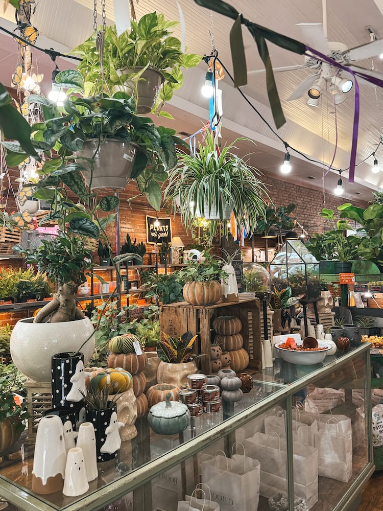 Several hanging plants and succulents inside a plant store in Frankline