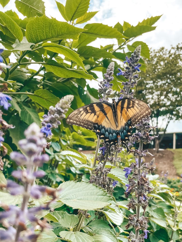 A monarch butterfly sitting on a purple flower and green leaves in Centennial Park Nashville