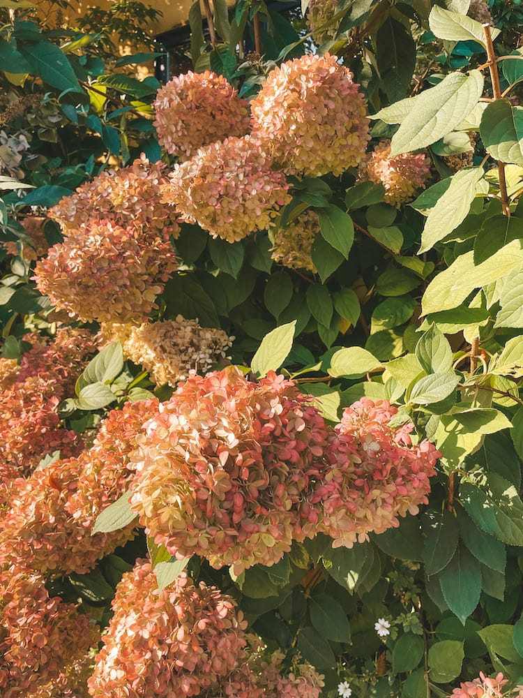 Pink flowers on a green bush.