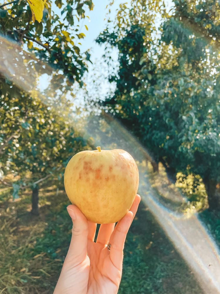 A yellow and red apple in an apple orchard