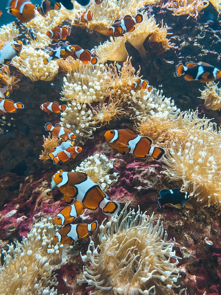Several orange, white, and black clownfish are swimming in a tropical fish tank at OdySea Aquarium in Scottsdale.