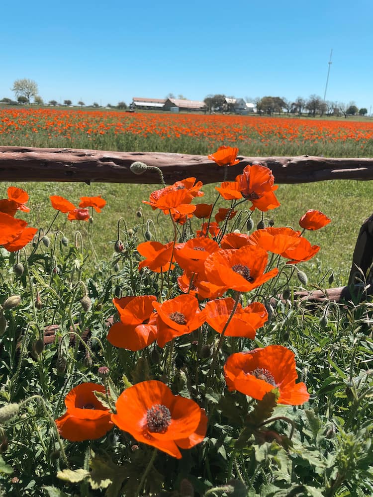 Several red poppies in a field with a blue sky and brown fence in the background