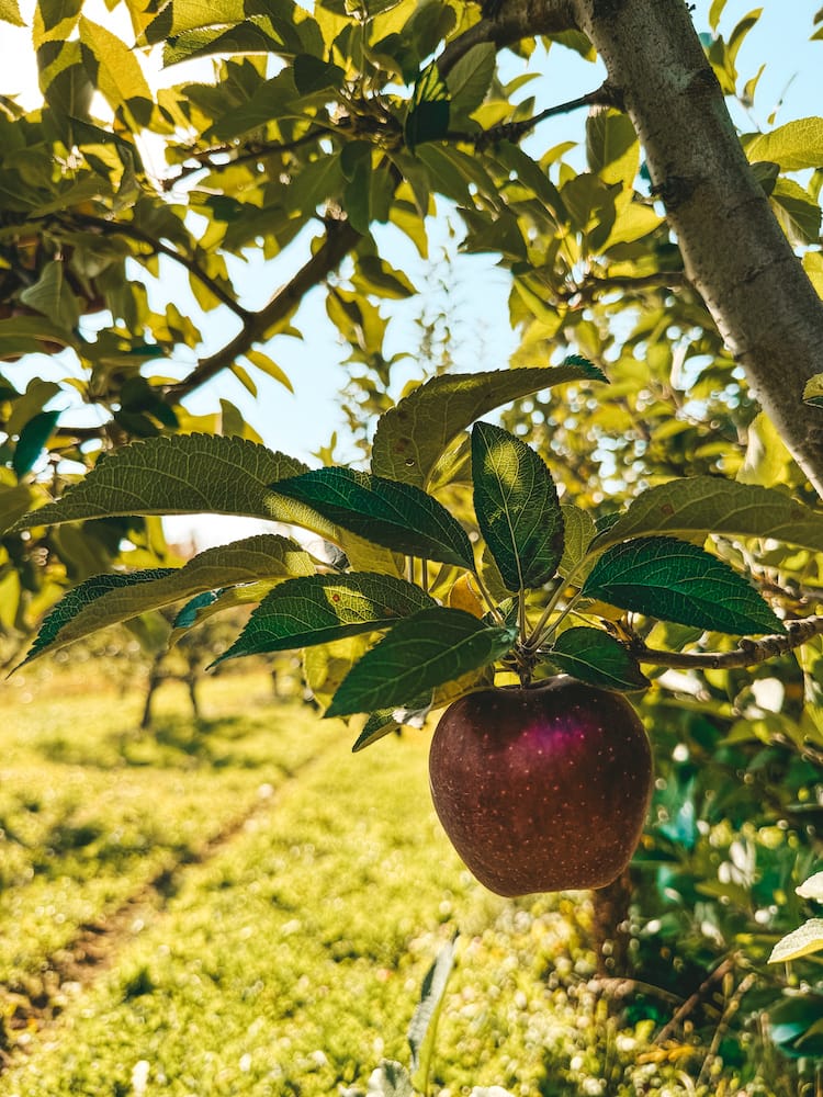 A small red apple hanging on a tree surrounded by green leaves in an orchard in Upstate New York