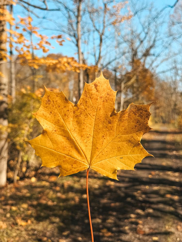 A yellow leaf being held up on a trail in the Finger Lakes during fall.