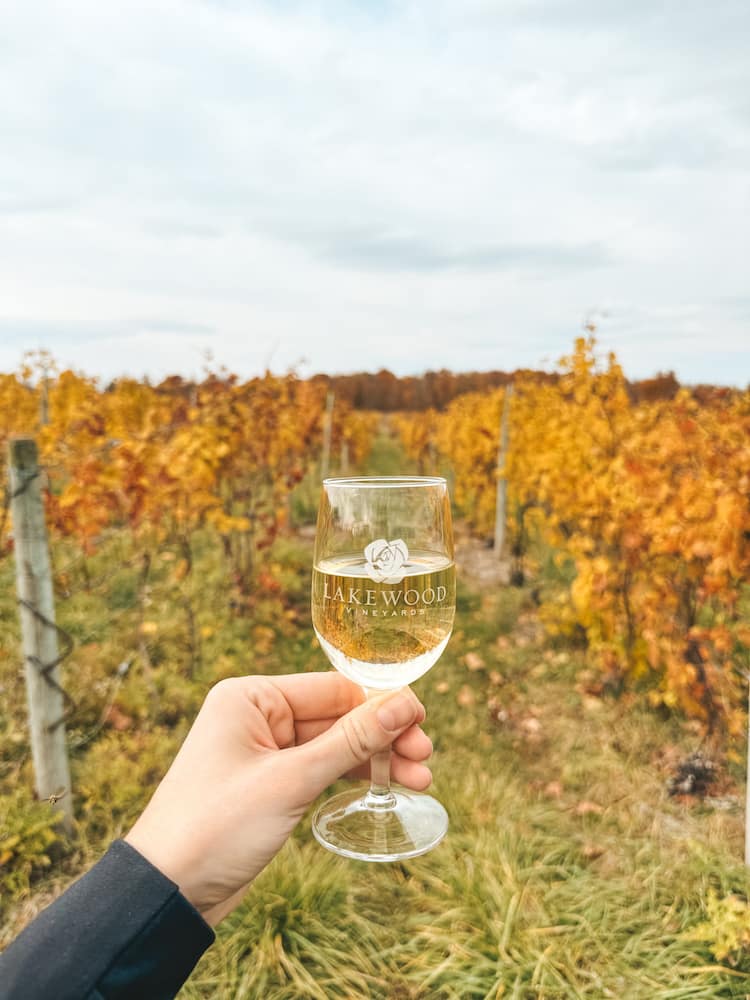 A hand holding a glass of white wine in front of a vineyard during the fall, with bright yellow leaves in the background