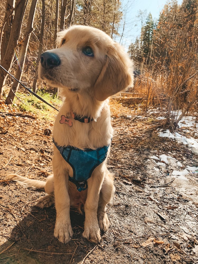 A golden retriever puppy sitting in a muddy creek in Sedona, wearing a blue harness.