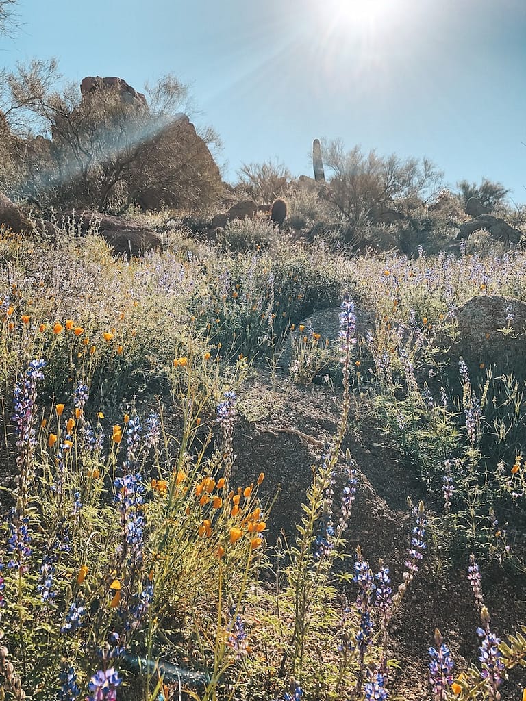 The Best Hikes in Phoenix - Pinnacle Peak
