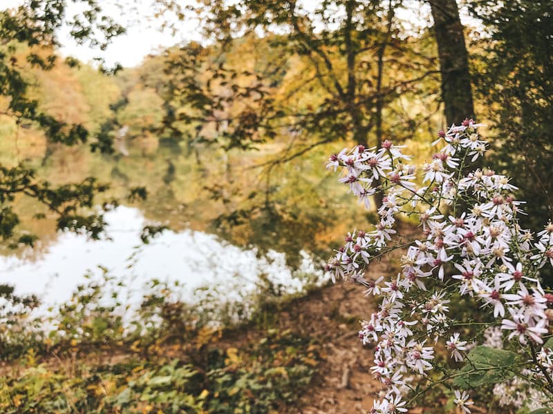 Bass Pond at the Biltmore Gardens