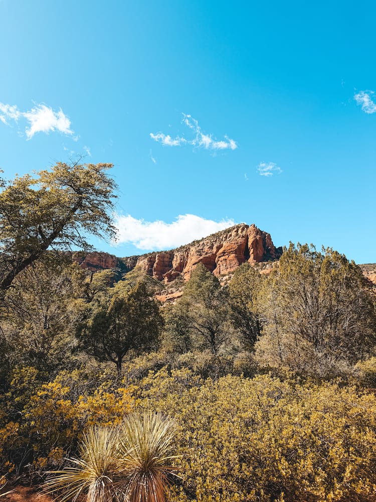 A view of the red rocks and yellow wildflowers in Fay Canyon on a day trip to Sedona