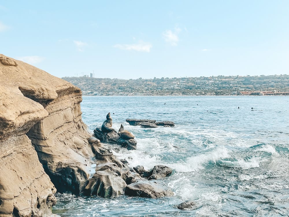 La Jolla or Coronado: Three seals and sea lions sitting on rocks in the ocean in La Jolla
