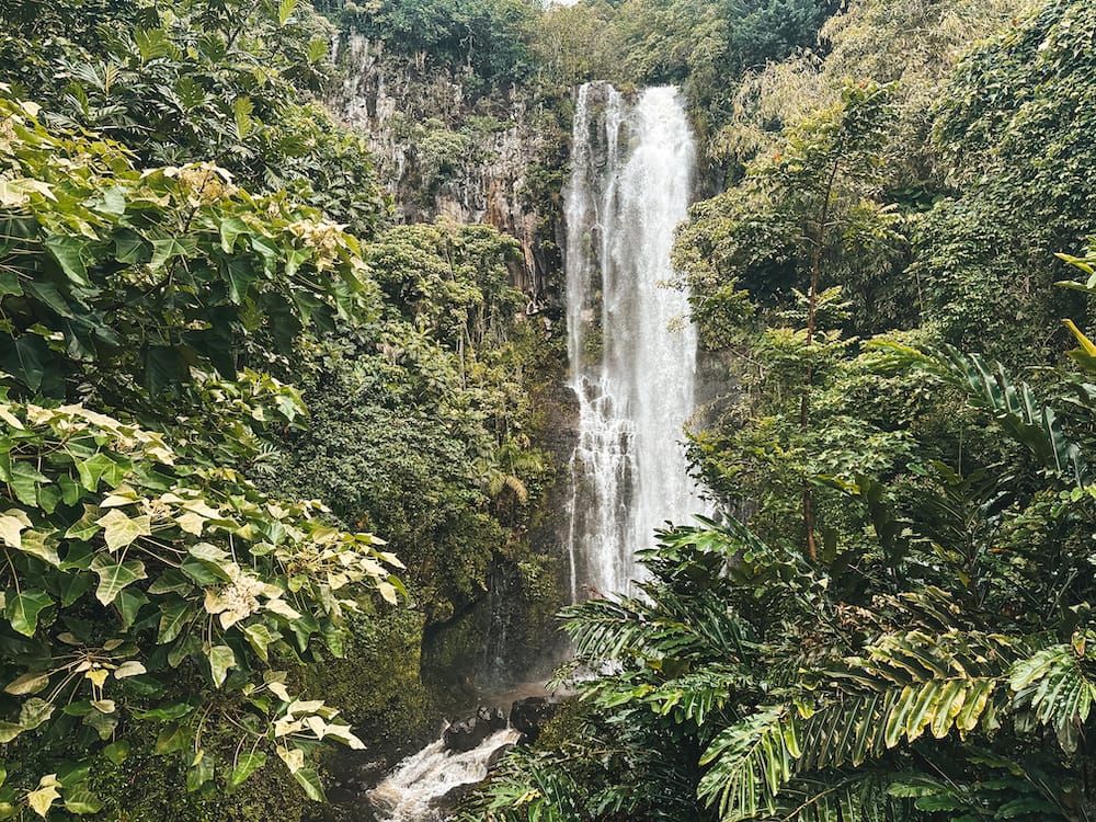 A waterfall cascading down into a pool in the green rainforest