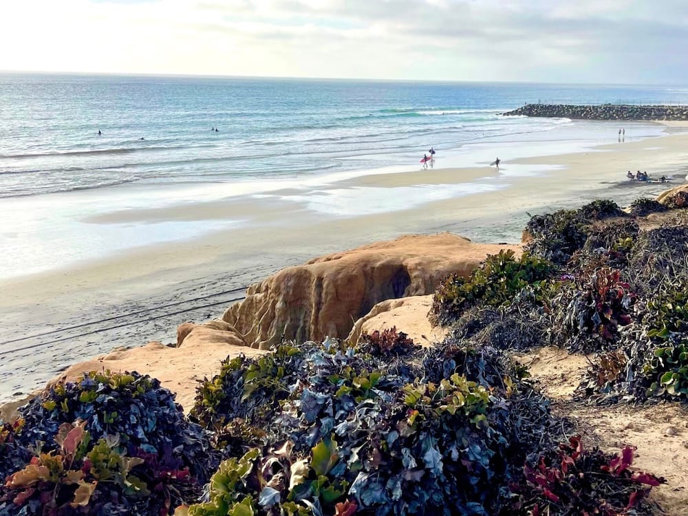 Seaweed and plants in front of a cliff in front of the beach at Carsbad State Beach, one of the best California beaches