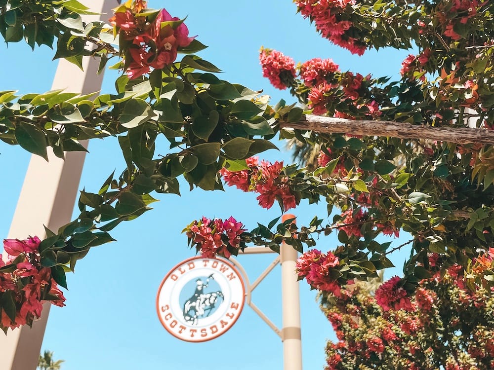 A red "Old Town Scottsdale" sign with a cowboy riding a horse in the center surrounded by a green, leafy plant with pink flowers