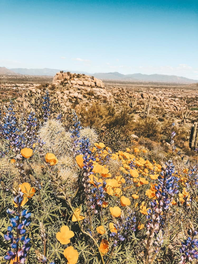 Orange and purpose flowers on a desert hiking trail in Scottsdale with a rocky mountain in the background.