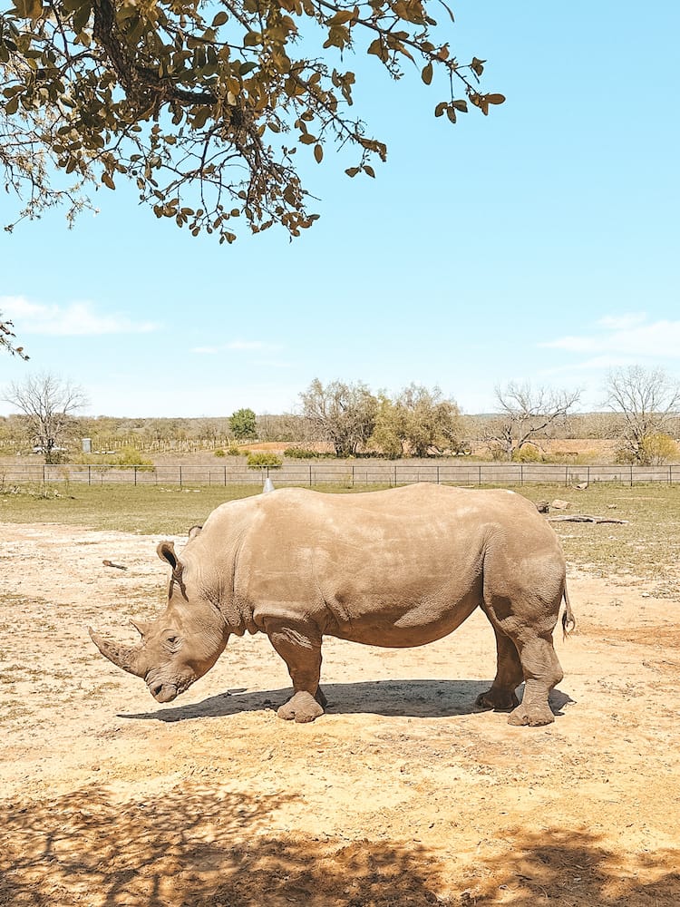 A rhino standing in a grassy field.