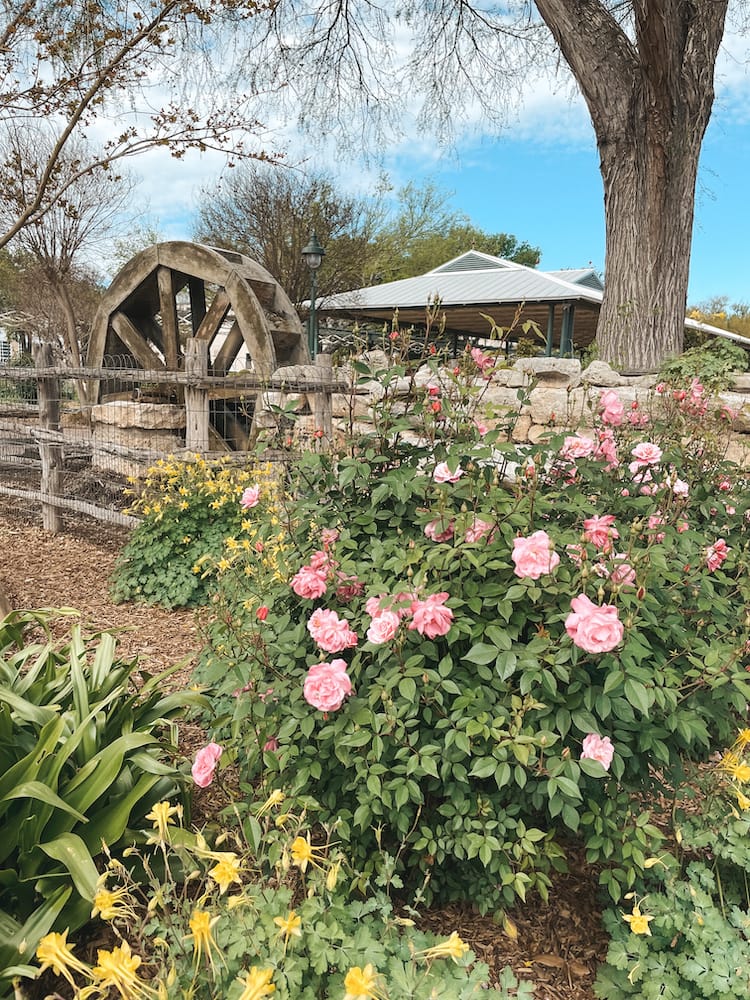 Pink roses in front of a water wheel in the town square of Fredericksburg