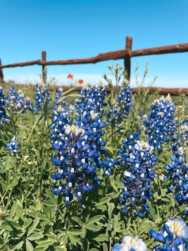 Several bluebonnets in a field with a blue sky and brown fence in the background