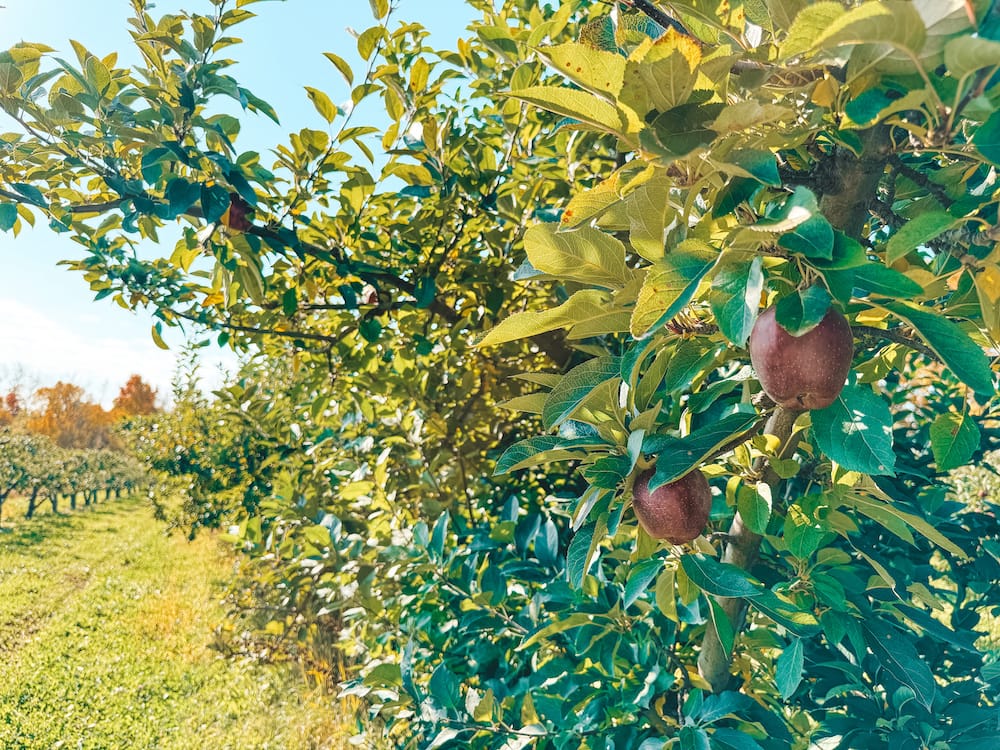 A couple of red apples hanging on a tree in an orchard in Upstate New York