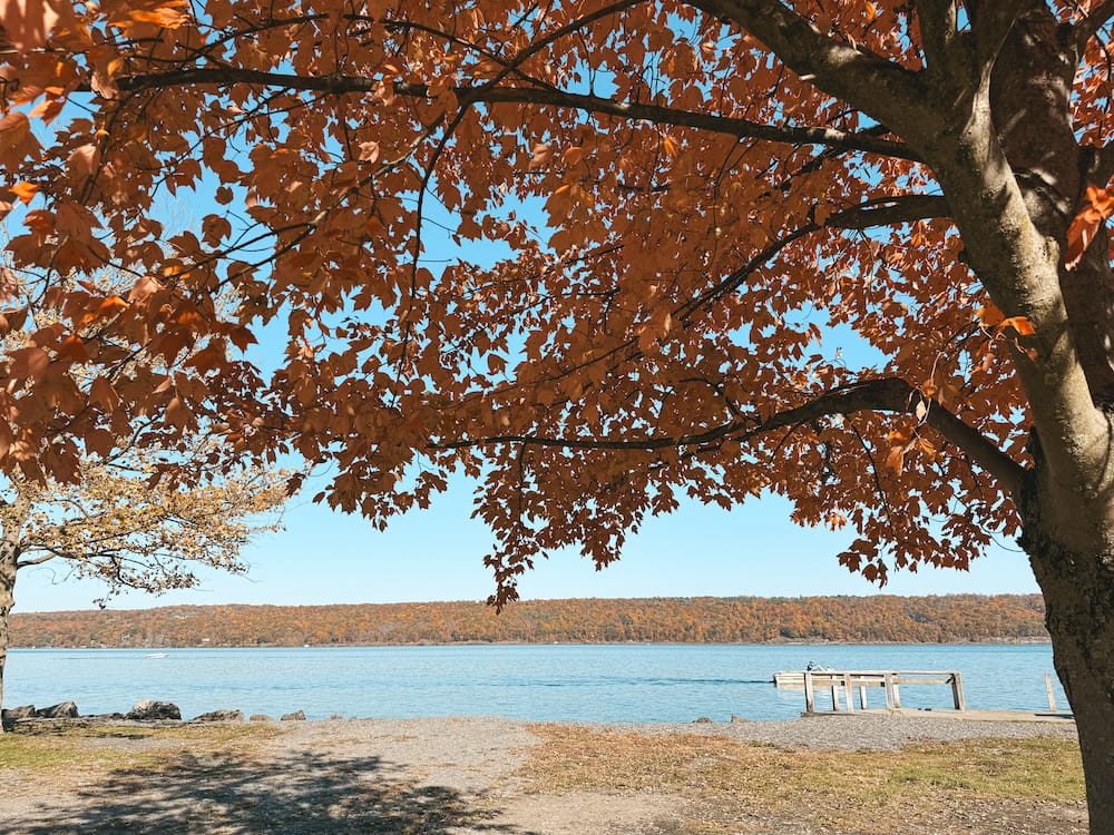 A tree with orange fall leaves in front of a blue lake in the Finger Lakes with vibrant fall foliage in the background.
