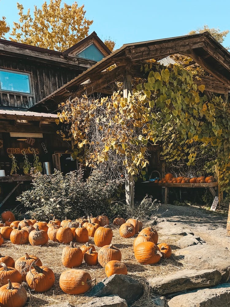 A small wooden farm stand in the Finger Lakes with pumpkins out front.