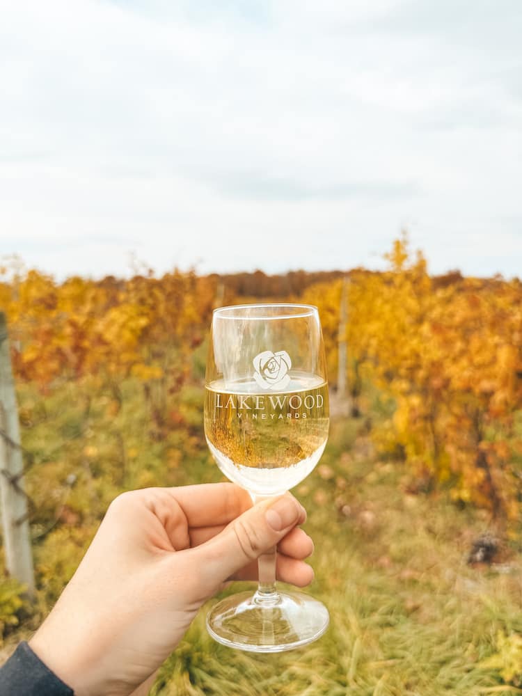 A glass of white wine being held in front of a vineyard with bright yellow leaves during fall at one of the best wineries in the Finger Lakes, Lakewood Vineyards.