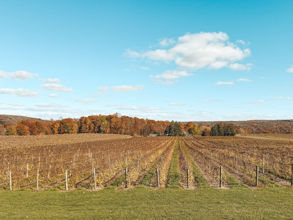 Vineyards at one of the best wineries in the Finger Lakes during the fall with fall foliage in the background and a clear blue sky.