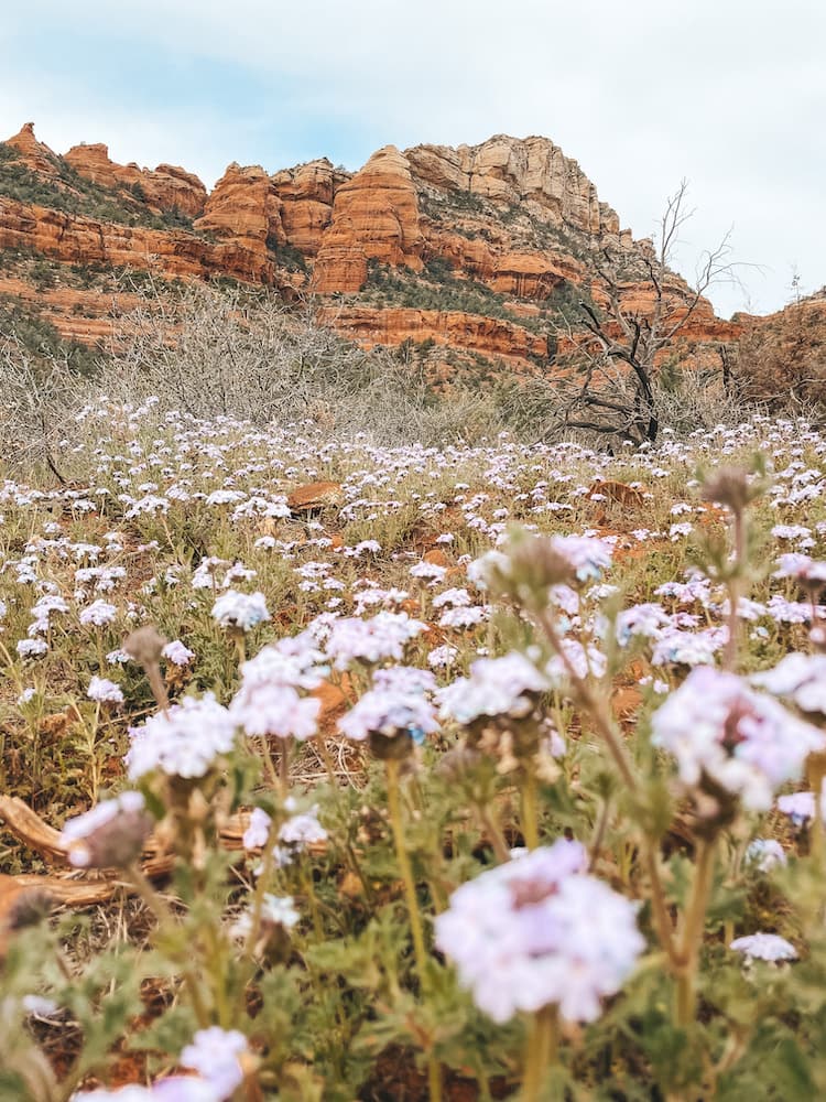 Several purple wildflowers blooming in front of a red rock formation on Solider Pass Trail, one of the best hikes in Sedona.