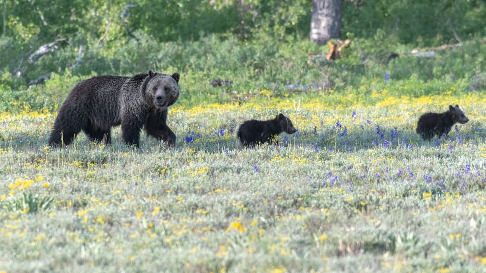 A mom black bear and two baby black bears walking through the forest in Jackson Hole surrounded by purple and yellow wildflowers