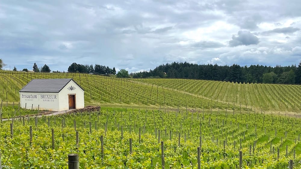 A view of the lush green vineyards on an overcast day at Trisaetum Winery, one of the best wineries to visit in the Willamette Valley.