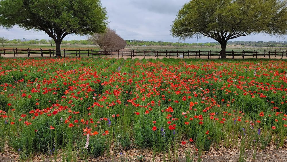 Red wildflowers on a farm in the Texas Hill Country - one of the best places to visit in the USA in March.