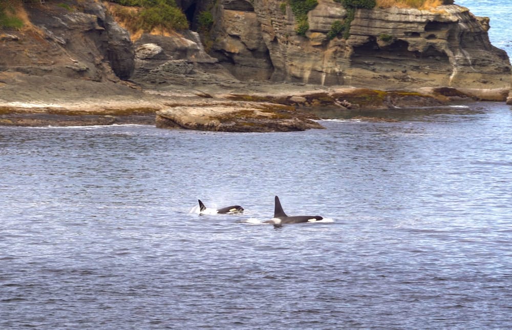Two orcas swimming in the ocean at the San Juan Islands