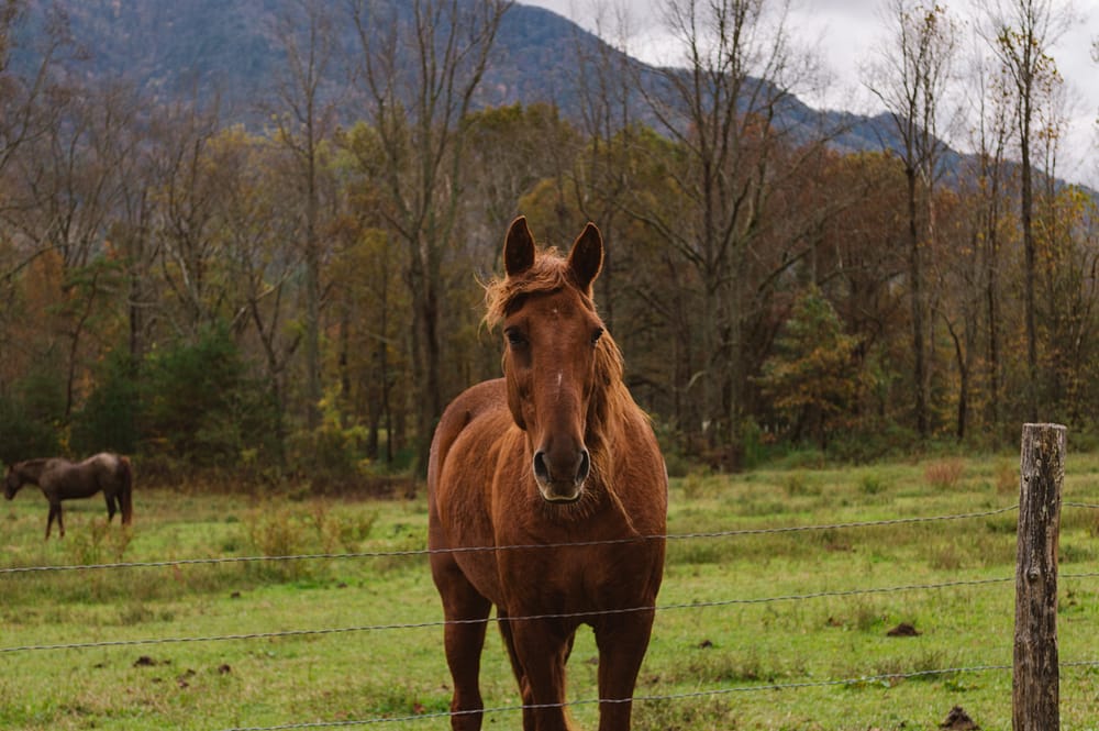 A beautiful brown horse in a green pasture in the Great Smoky Mountains National Park