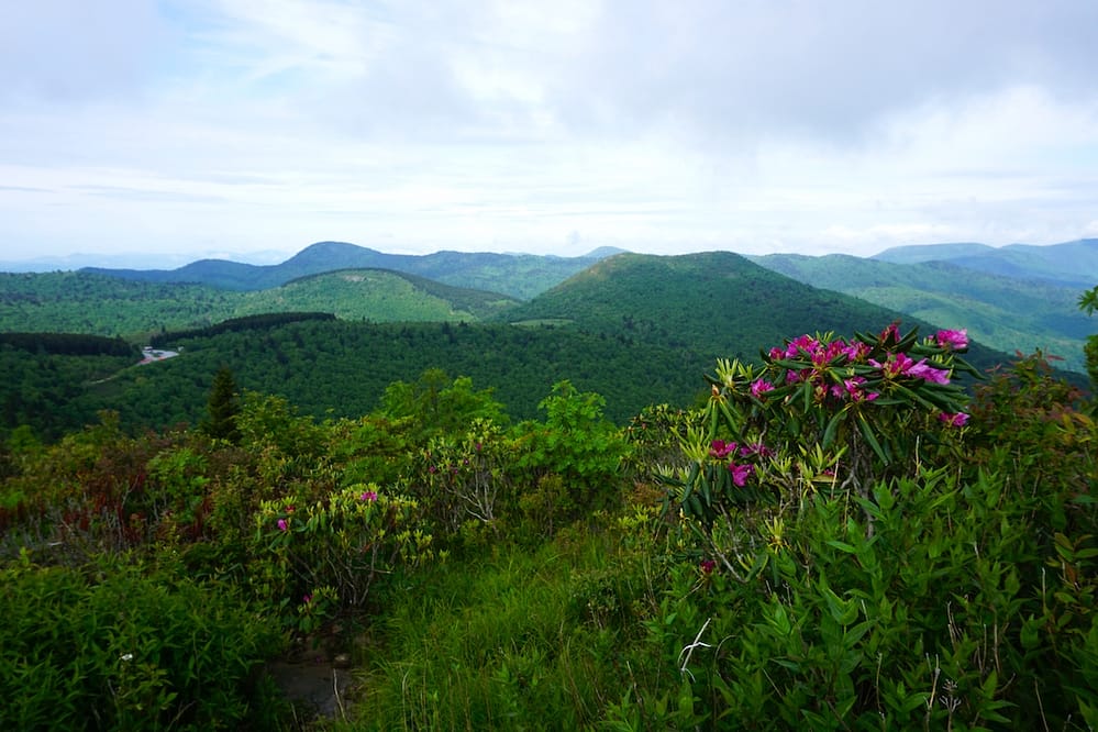 Rolling green hills, trees, and pink wildflowers against a blue sky in Asheville, NC - one of the best places to visit in the USA in 2023.