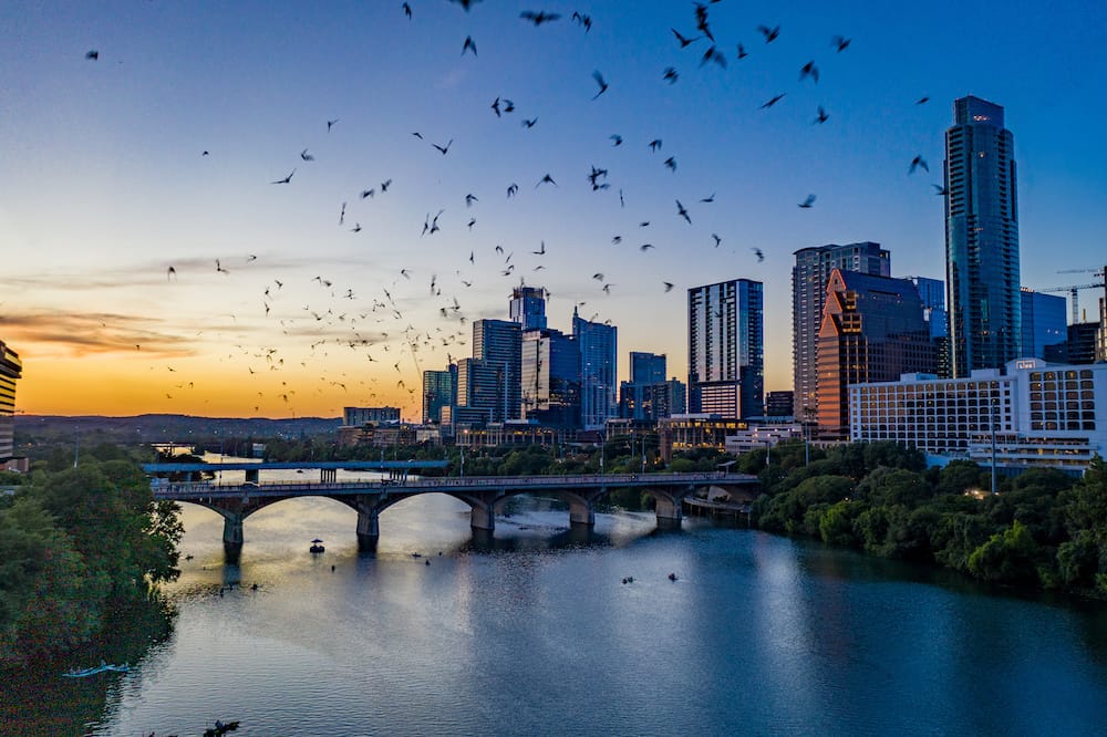 The bats flying over the Congress Avenue Bridge in Austin, Texas, in August.