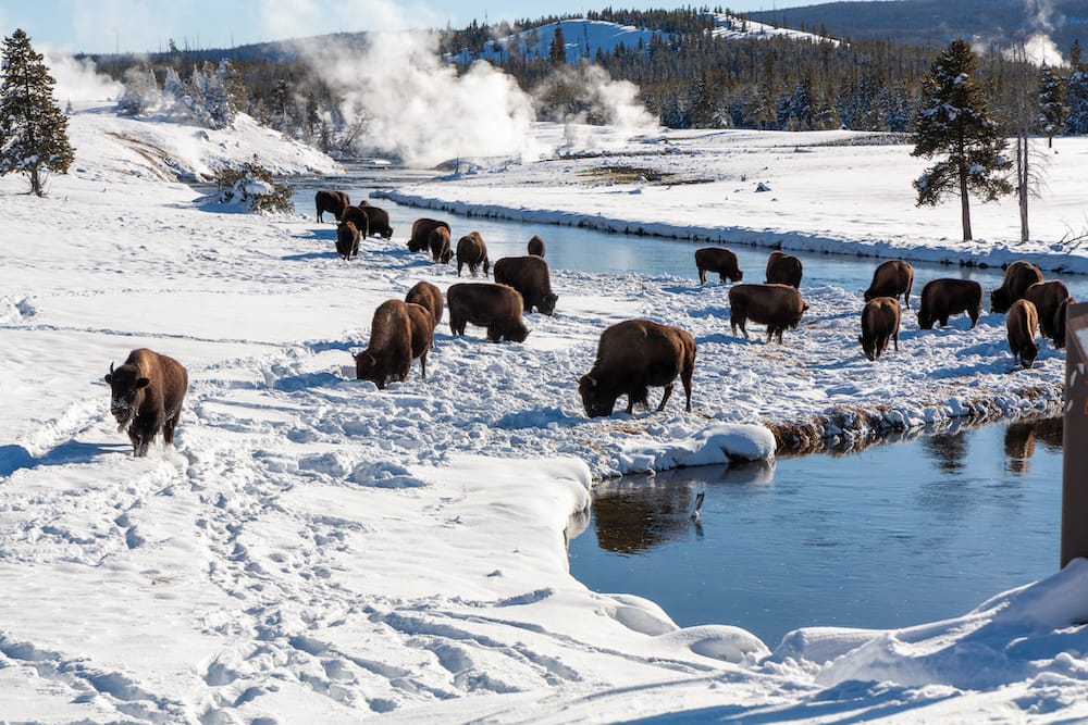 Dozens of bison roaming around in Yellowstone National Park by the geysers in the snow which is one of the best things to see in February in the USA.