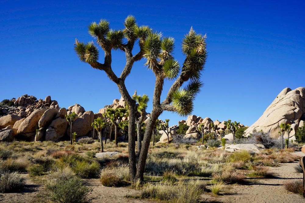 A photo of one of the unique trees in Joshua Tree National Park, surrounded by boulders and more trees - one of the best places to visit in the USA in March